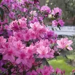 EasterAzaleaPlantLavender