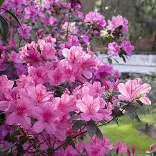 Azalea Plant Lavender