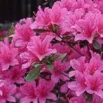 Azalea Plant Pink