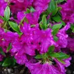 Azalea Plant Purple