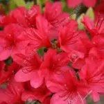 Azalea Plant Red