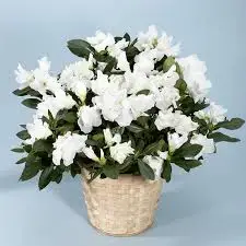 Azalea Plant White