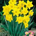 Daffodil Plant