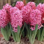 EasterHyacinthPlantPink