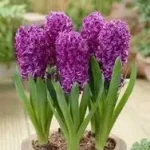 EasterHyacinthPlantPurple