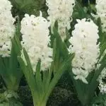 Hyacinth Plant White
