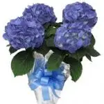 Hydrangea Blue