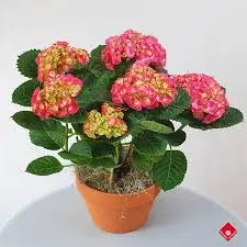 Hydrangea Plant Pink