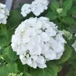 Hydrangea Plant White