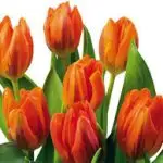 Tulip Plant Orange