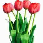 Tulip Plant Red