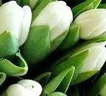 Tulip Plant White