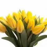 Tulip Plant Yellow