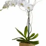 Indoor Orchid 2