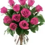 Roses Hot Pink 12