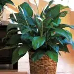 Sym Plant Spath Large