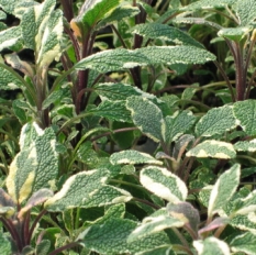 Herb - Sage