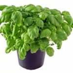 Herb - Basil