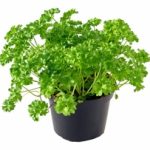 Herb - Parsley
