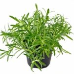Herb - Rosemary