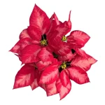 PoinsettiaBicolor