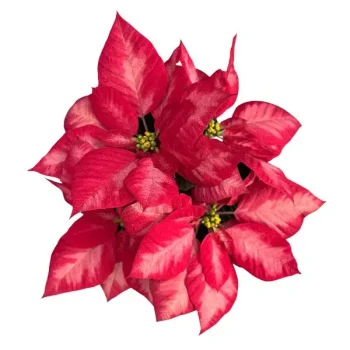 Poinsettia Bi color