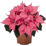 PoinsettiaPink