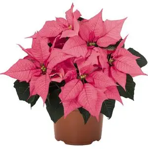 Poinsettia Pink