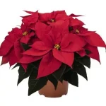 PoinsettiaRed