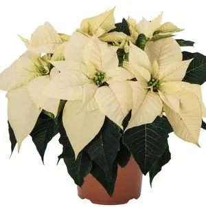 Poinsettia White