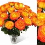 VD High Magic Roses 12